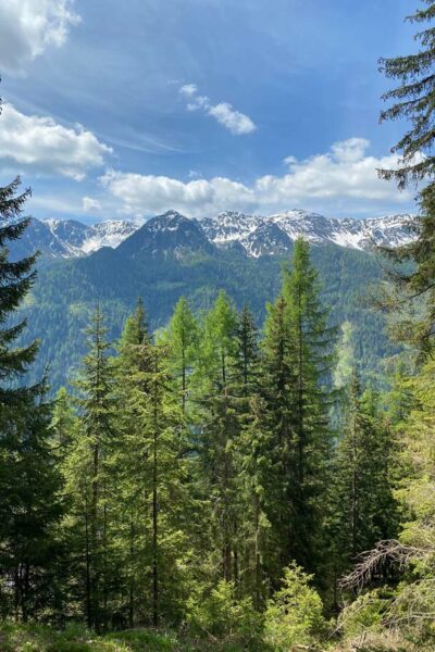 Bergpanorama mit Gletschern und Nadelwald in Südtirol