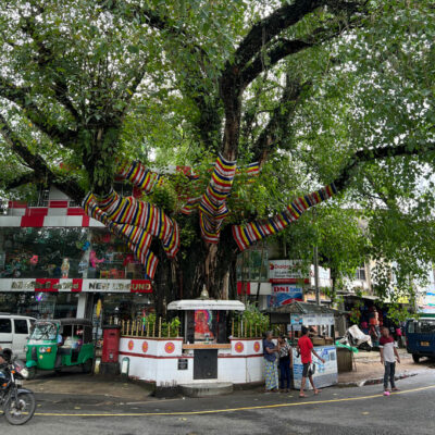 Buddhistischer Baum an Strassenecke in Sri lanka