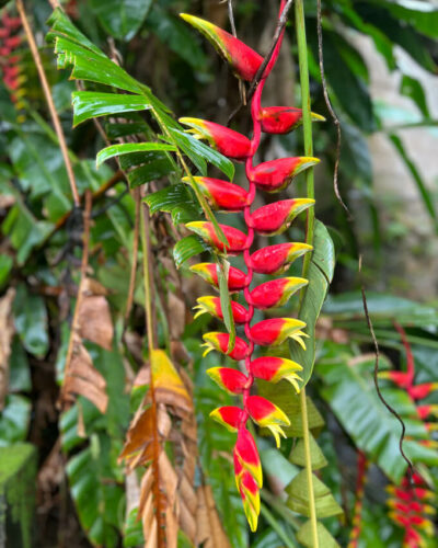 Blumen in Sri Lanka