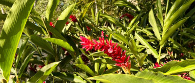 Pflanzen und Blumen im Brasilianischen Regenwald Mood Bild für die Diversity Kollektion mit Schmuck aus Edelsteinen aus Brasilien