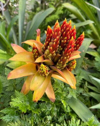 Exotische Blume aus Brasilien Mood Bild für Diversity Verlobungsringe mit Edelsteinen aus Brasilien