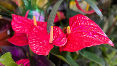 Exotische Blume aus Brasilien Mood Bild für Diversity Verlobungsringen mit Edelsteinen aus Brasilien