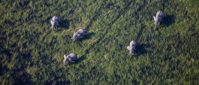 wilde Elefantenherde in Savanne Afrikas