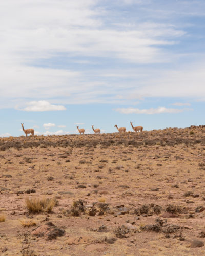 Wilde Tiere in Argentinien während einer faire Bergbaureisen von Jan Spille Schmuck