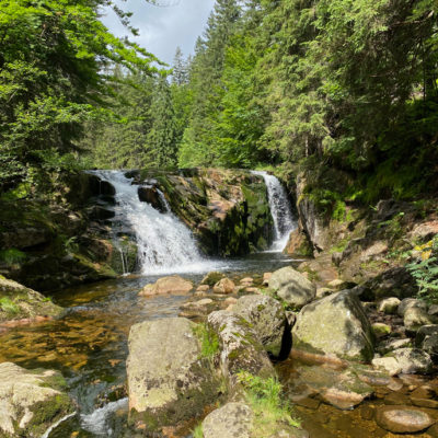 Flussgold an der Elbquelle