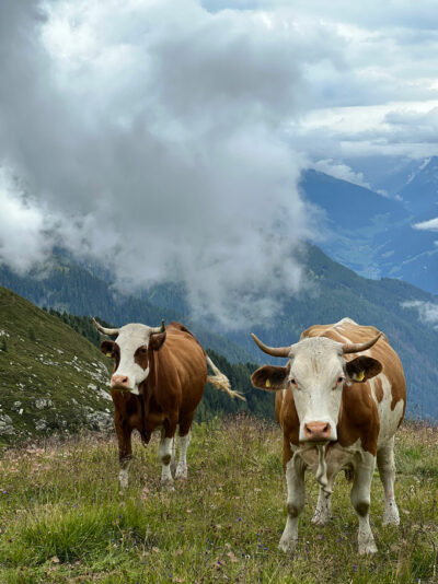 Kühe auf der Alm
