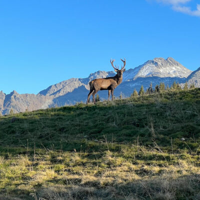 Hirsch in den Bergen