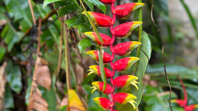 Drachenblume Sri Lanka