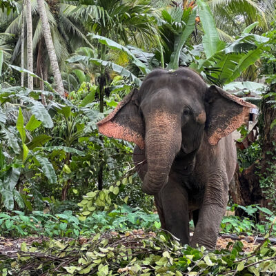 Singhalesischer Elefant