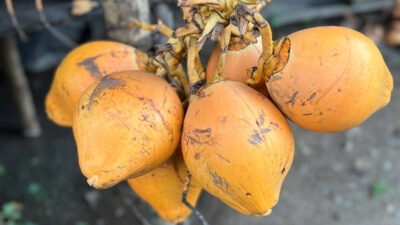 King Coconut Sri Lanka