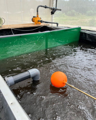 Aqua-Ponik Anlage der ECOMINE in Sri Lanka für Faire Saphire