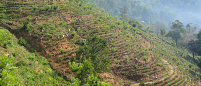 Teeplantage am Berg Hang in Sri Lanka
