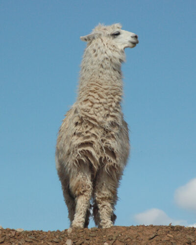 weisses Lama vor blauem Himmel von vorne aus Argentinien