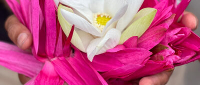 Die Ceylon Kollektion ist inspiriert durch die Farben der Blumen Sri lankas.